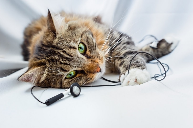 con mèo đang nằm với tai nghe nhạc