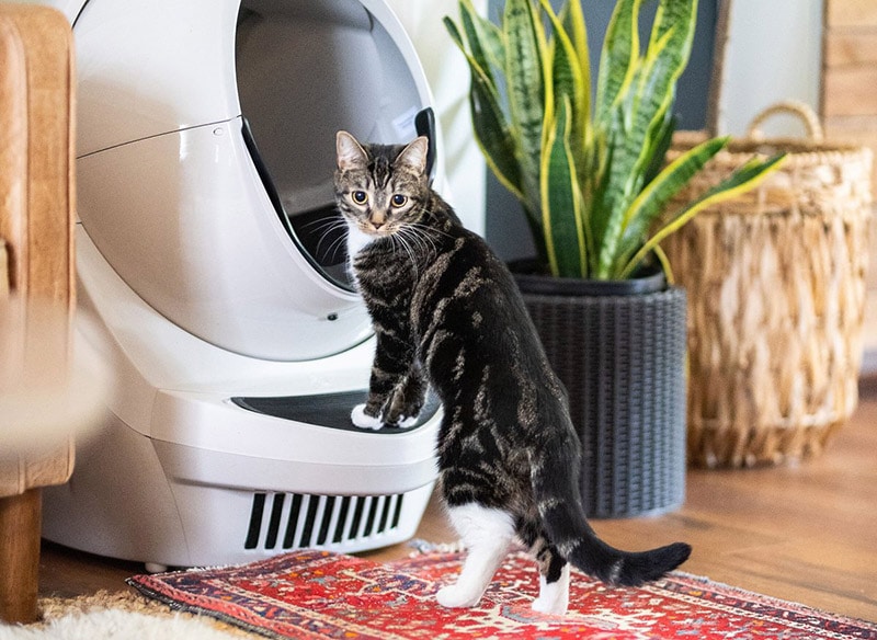 mèo dựa vào robot vệ sinh 3