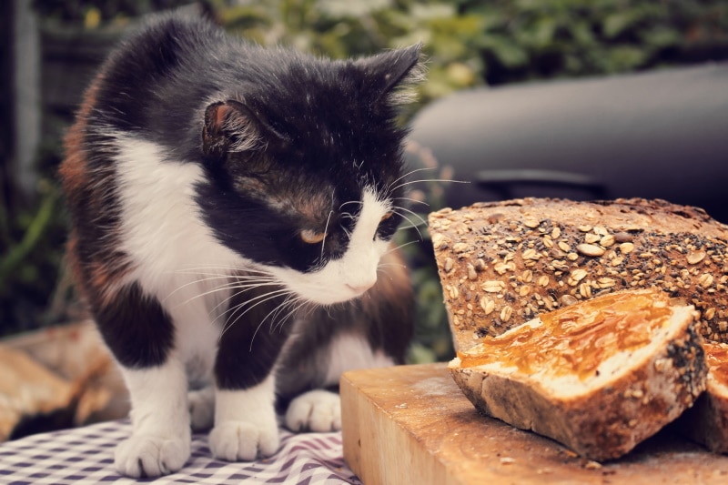 mèo nhìn bánh mì