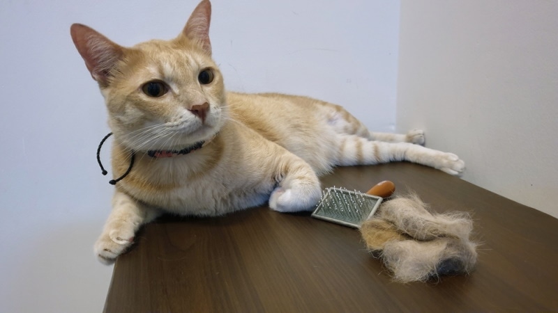 cat lying near pet brush and hairball