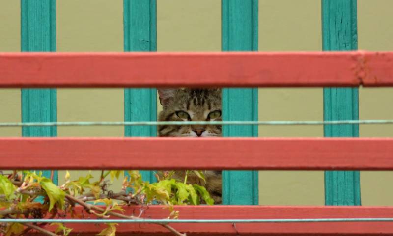 con mèo nhìn trộm sau hàng rào