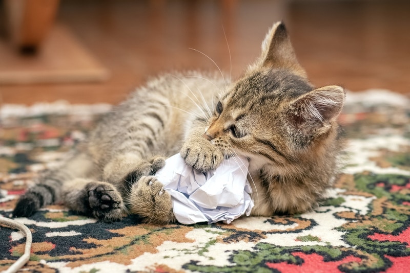 mèo chơi giấy nhàu nát