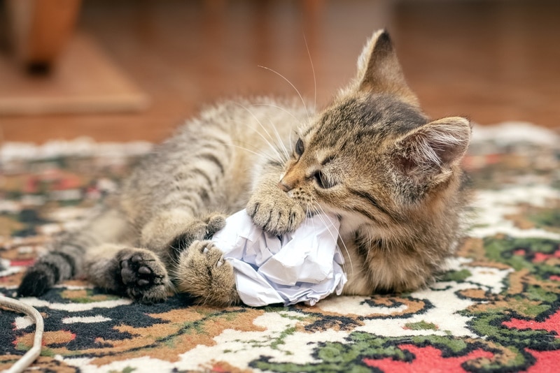 cat playing crumpled paper