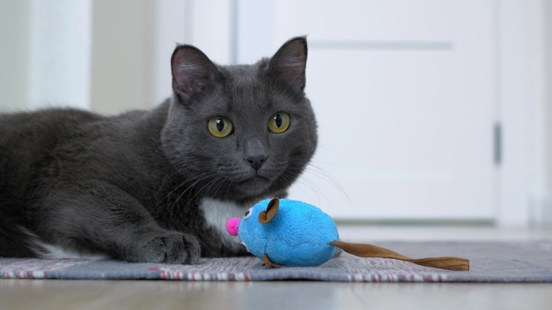 cat playing mouse toy