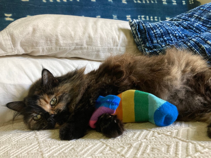 cat playing rainbow sock