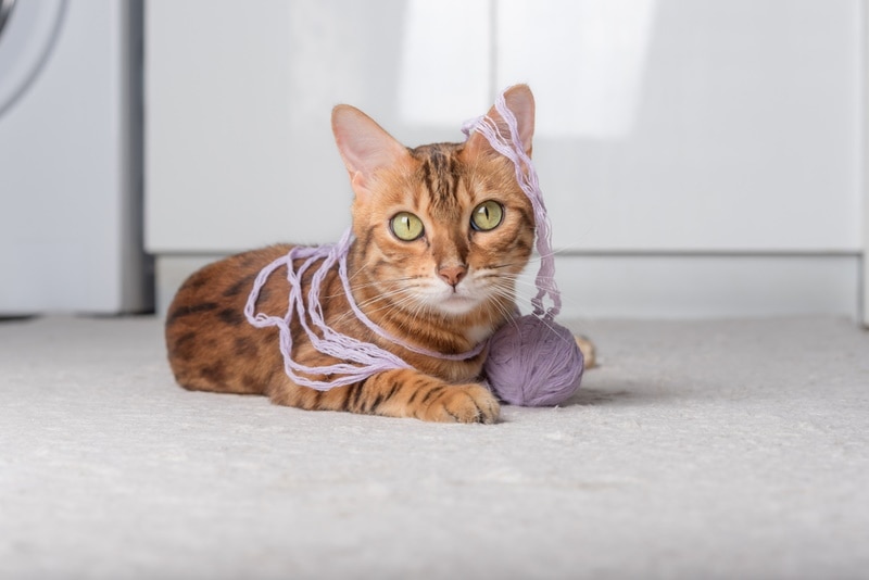 cat playing yarn