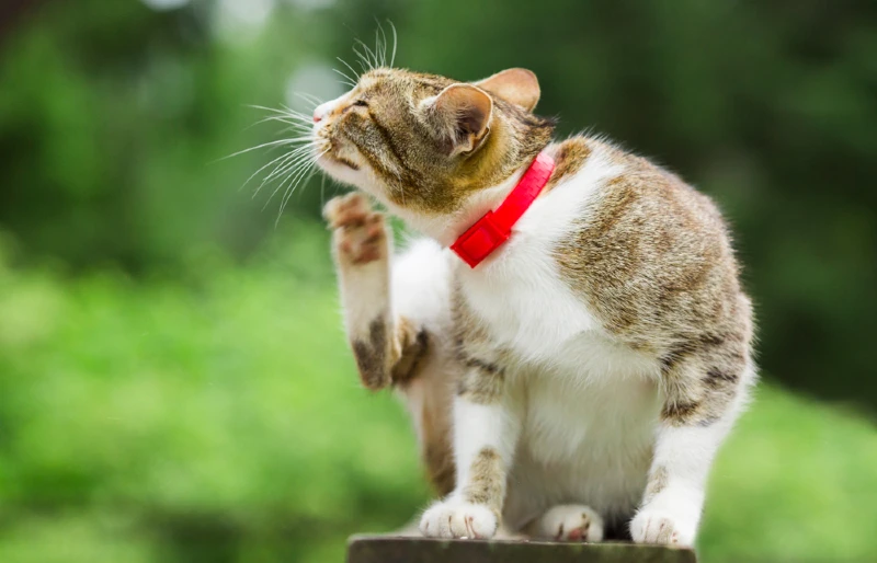 Gato con collarín rojo rascándose el cuello.