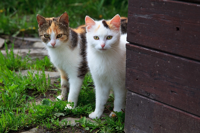 cat siblings outdoor