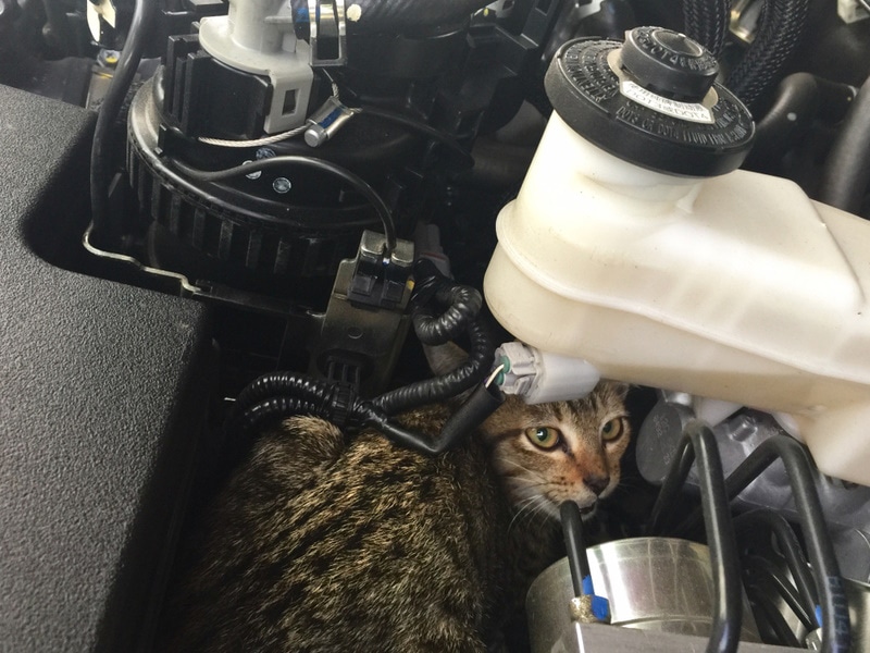 cat stock in car engine