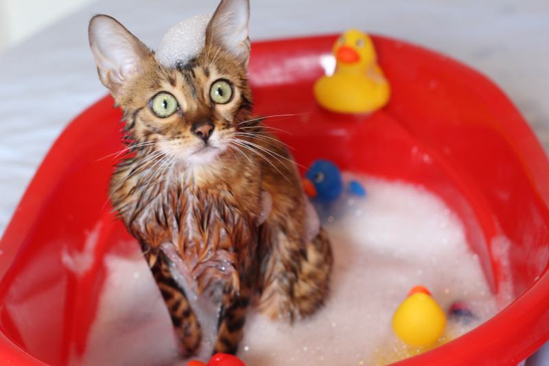 con mèo đang tắm