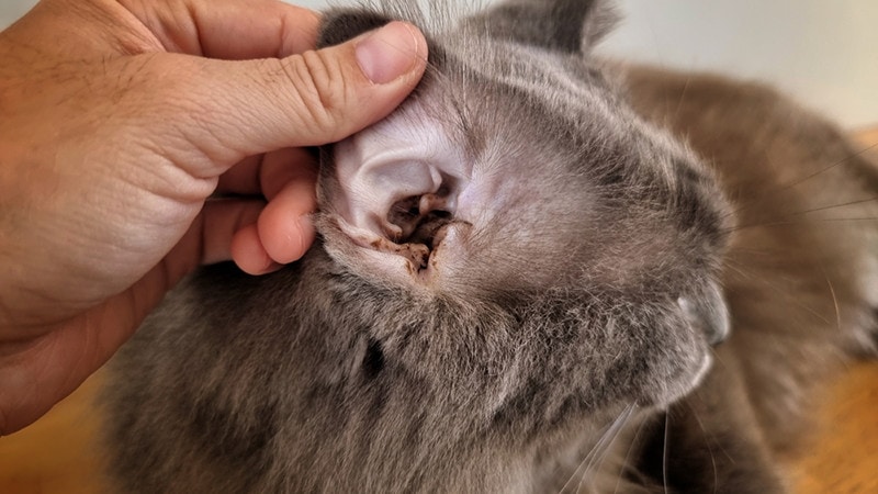 cat with infectious ear discharge