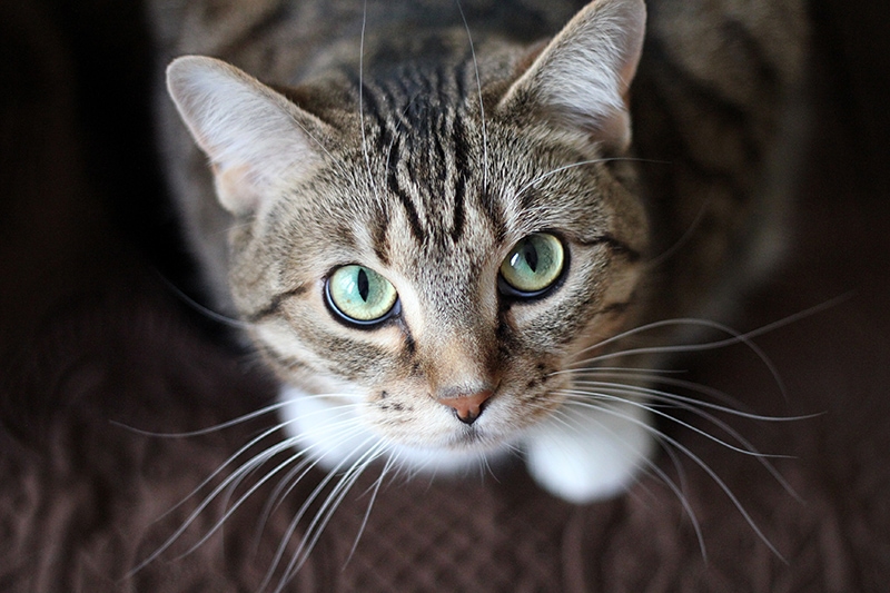 cat with long whiskers looking up