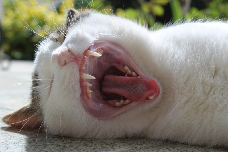 cat-yawning-showing-mouth-and-teeth