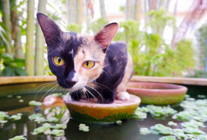 chimera cat sits on the pond