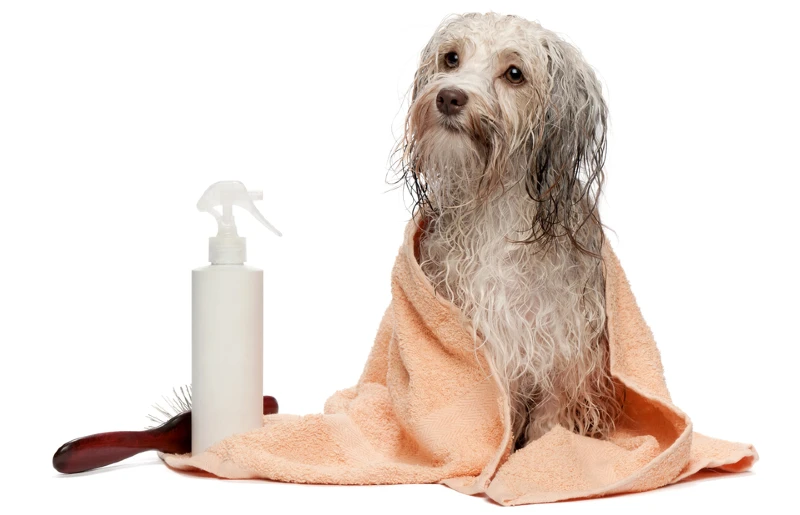 con chó Havan sô cô la sau khi tắm