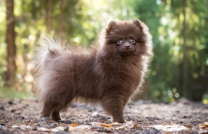 chocolate brown Pomeranian dog outdoors