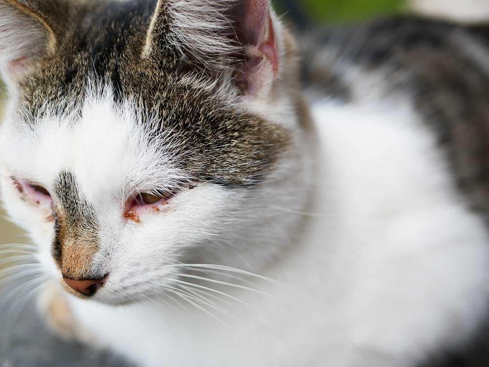 cận cảnh con mèo với đôi mắt màu hồng