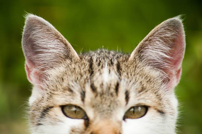 cận cảnh hình ảnh tai và mắt mèo