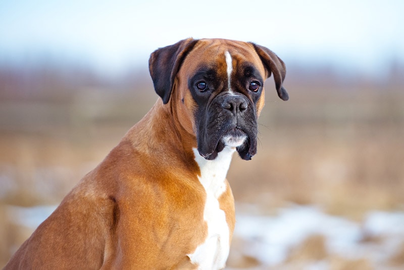 close up of boxer dog