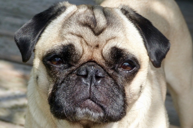 close up of a pug's face
