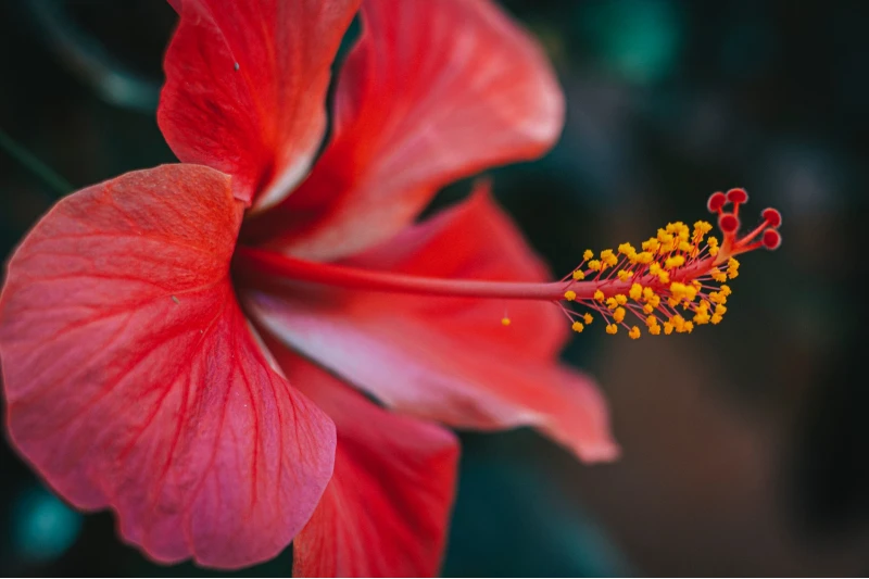 are hibiscus flowers bad for dogs