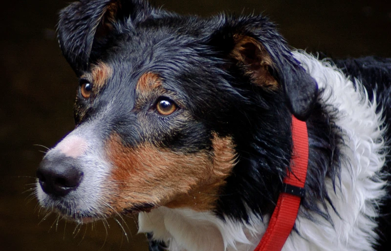 close up of a welsh sheepdog