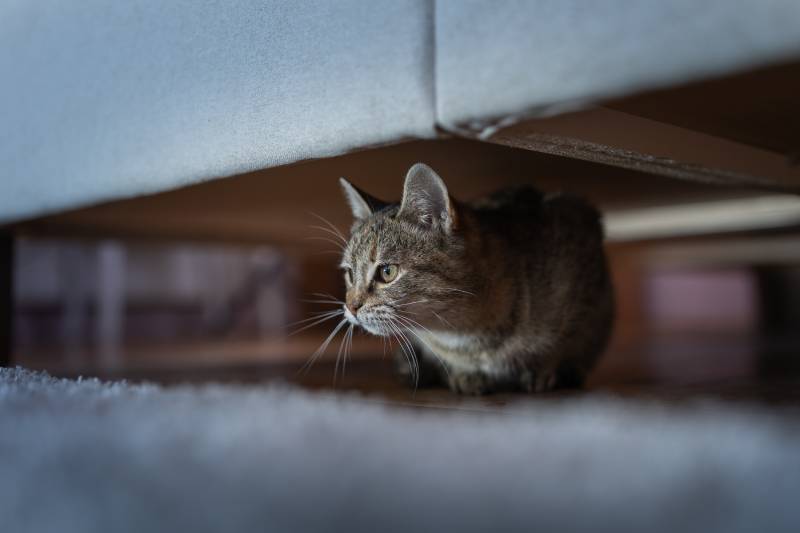 close up of small cute tabby cat hiding under sofa at home