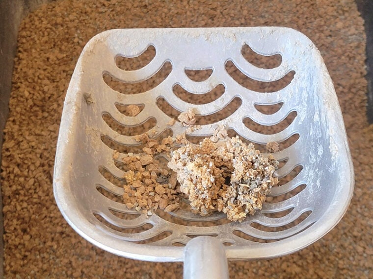 ökocat® Original Premium Clumping Wood Cat Litter Review 2024 An