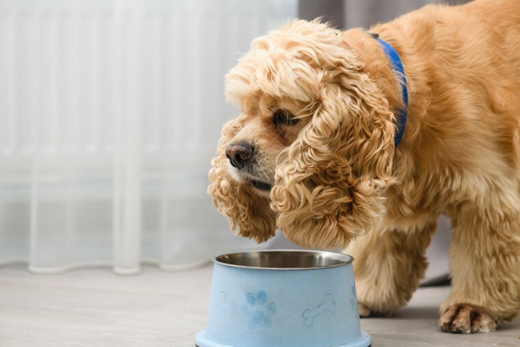 Can Dogs Eat Chicken Bones? Vet Reviewed Pros & Cons Hepper