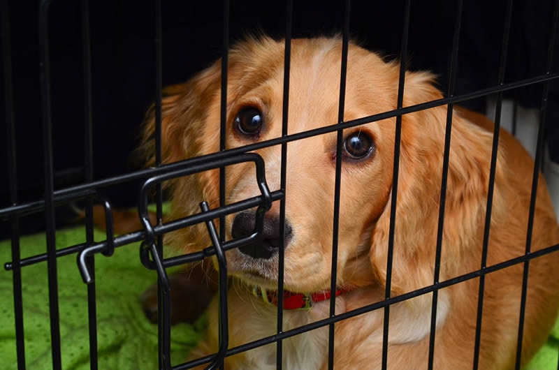 cocker spaniel dog in the crate