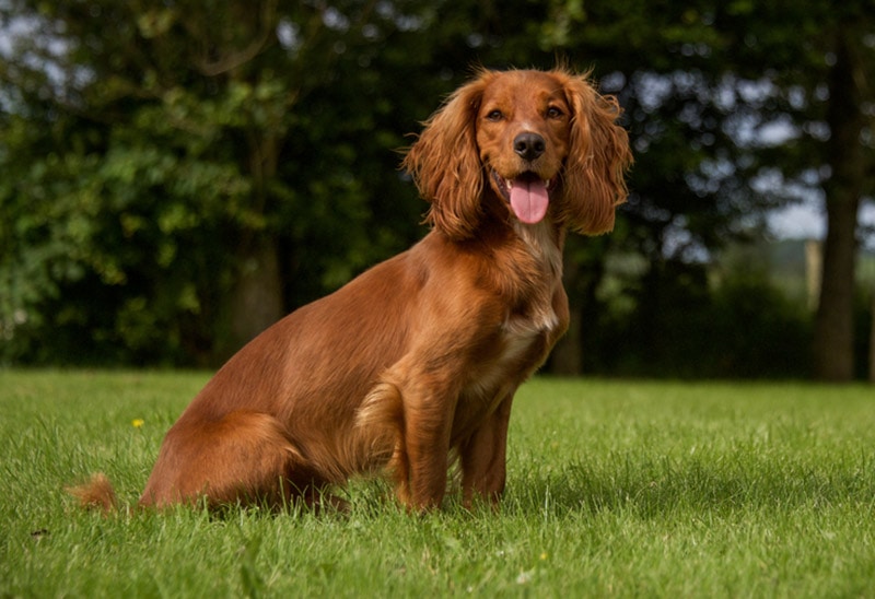 cocker spaniel dog sitting on grass