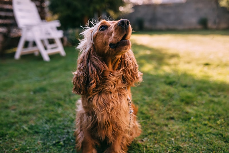 cocker spaniel dog sitting on the grass