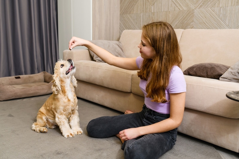 cocker spaniel having treat
