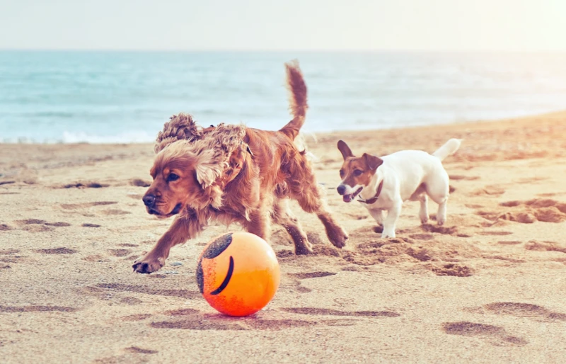 cocker spaniel playing with jack russell terrier dog at the beach