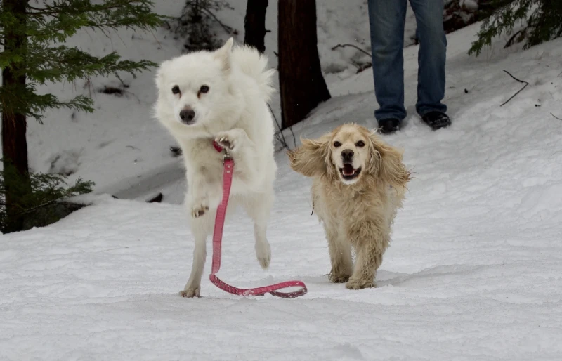 gà trống spaniel chạy theo một con chó eskimo Mỹ trong tuyết