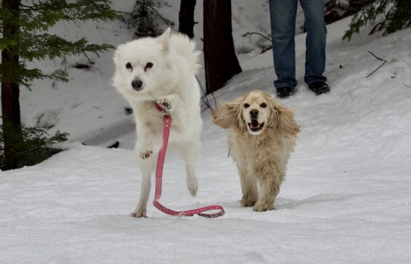 cocker spaniel running after an American eskimo dog in the snow