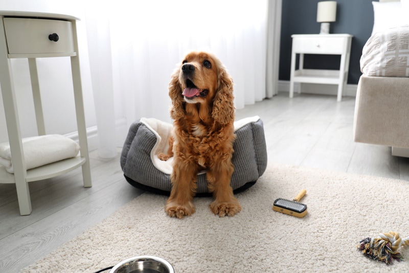 cocker spaniel sitting on dog bed