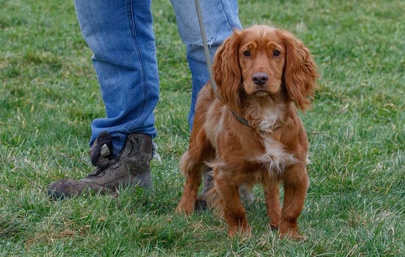 cocker spaniel standing on the grass