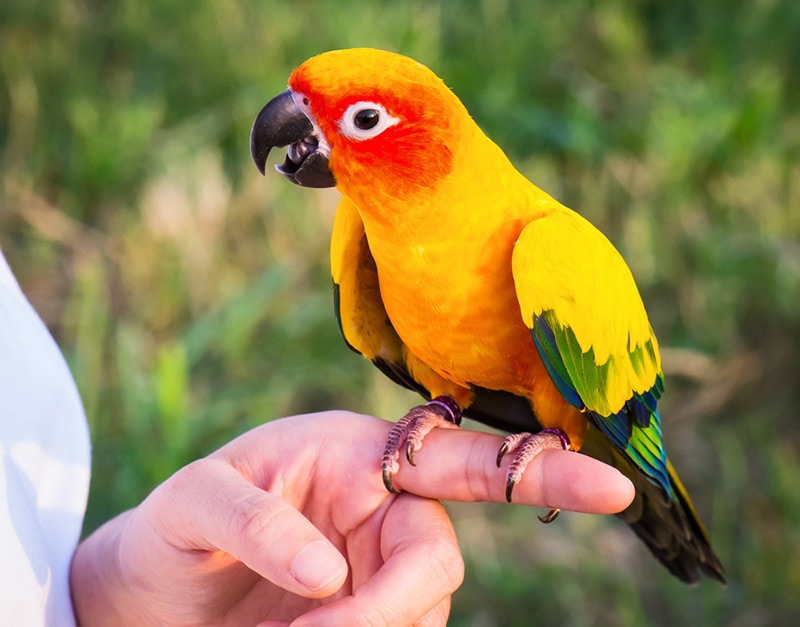 conure bird perched on the finger of its owner