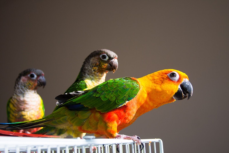 conure birds on the cage