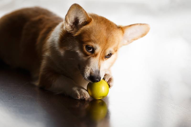 chó corgi ăn táo xanh trên sàn nhà