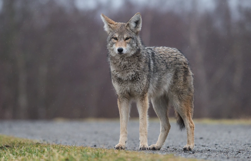 coyote