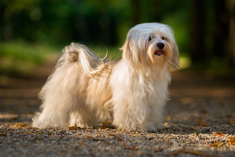 cream havanese dog in the forest
