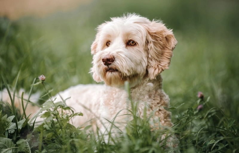 cream labradoodle lying in grassy field