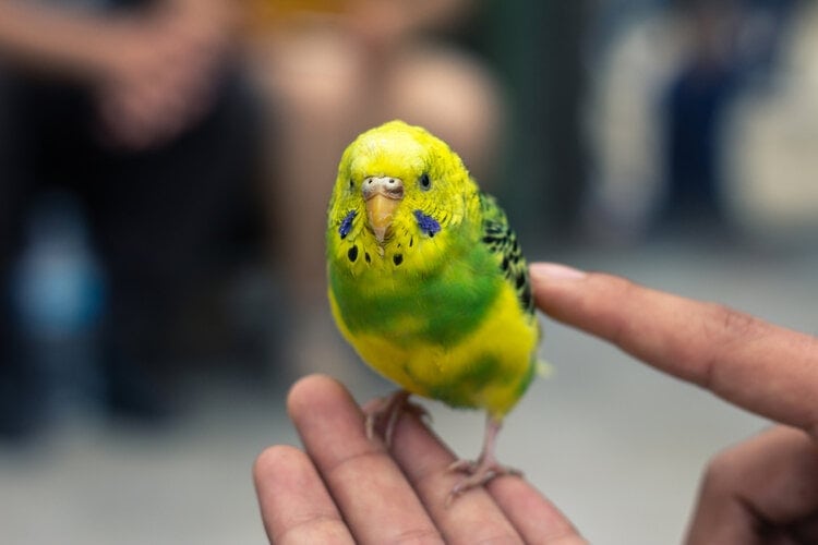 cute yellow budgie being pet by owner