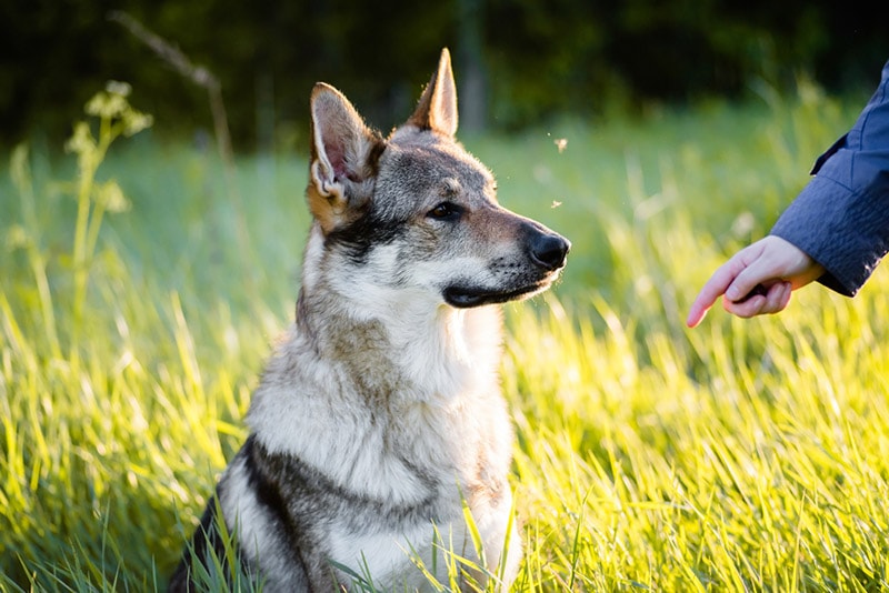 czechoslovakian wolf dog getting trained
