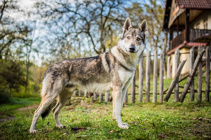 czechoslovakian wolfdog standing outdoor