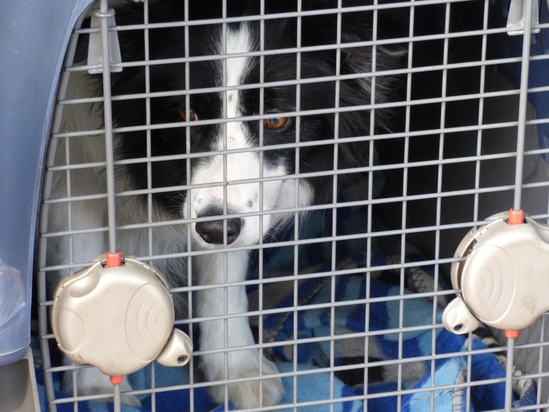 border collie crate