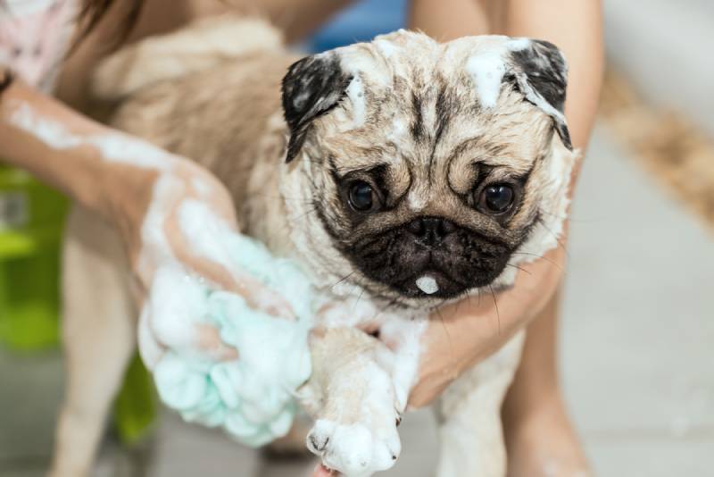 dog owner bathing his pet pug