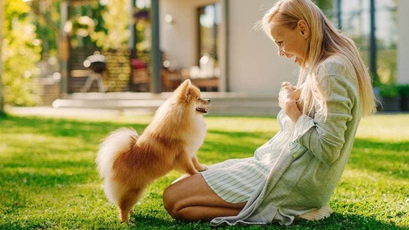 dog owner with her pet pomeranian